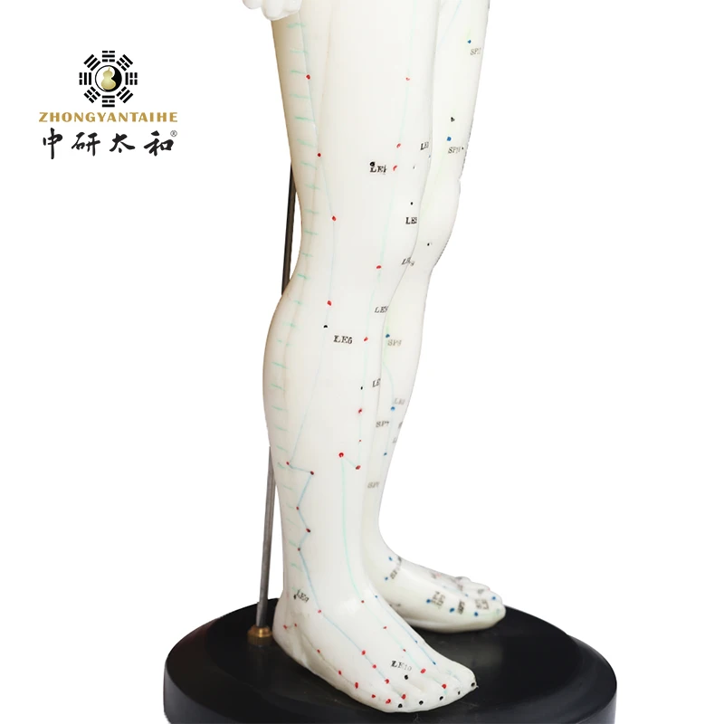 ZHONGYAN TAIHE Acupuncture Model Male Human Body Acupuncture Model Acupoint Model English Code and Chinese Squishy Human Body