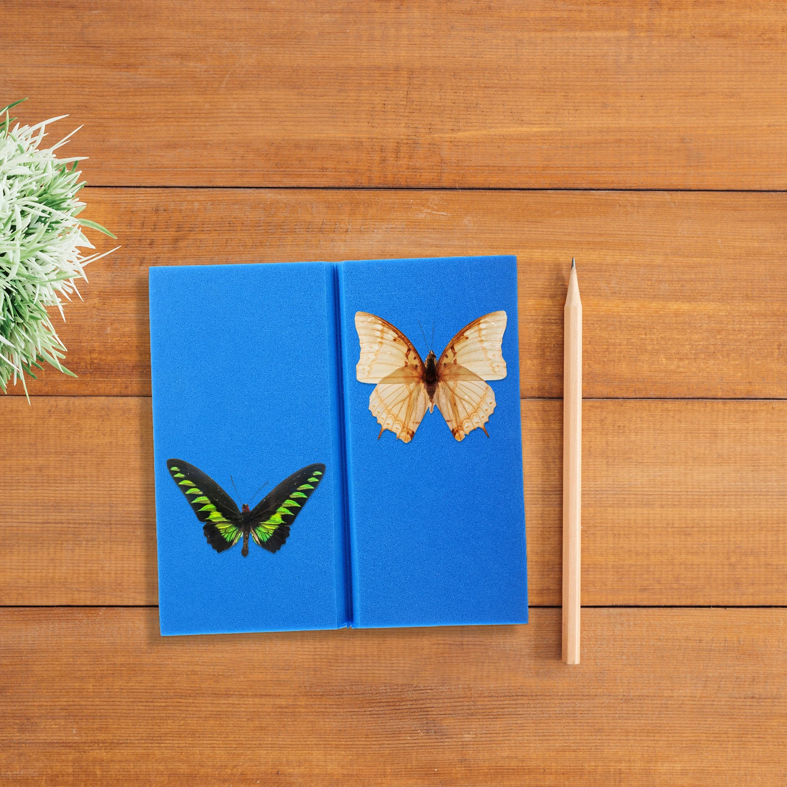 

Fin Spread Board Insect Specimen Display Mounting Plate Bulletin Pinning Eva Foam Kit for Beginners