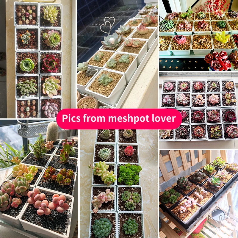 Meshpot 110 pcs 6cm Succulent Square Pot with Air Holes Cactus Planter Plants Nursery Pots