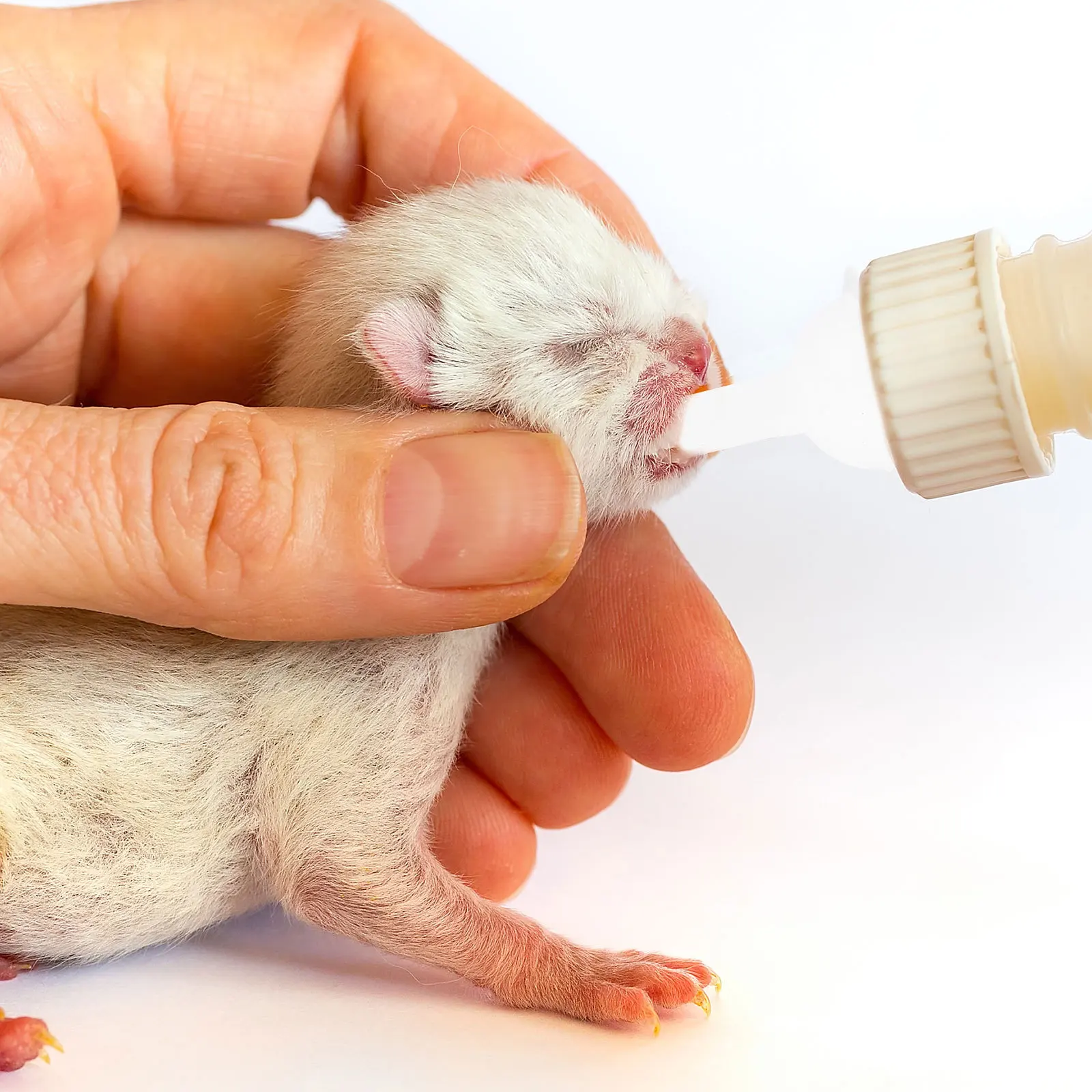 

10Pcs Pet Feeding Nipple Kitten Bottle Nipples Silicone Material Safe for Young Kittens Easy to Clean Pet Feeding Nipple