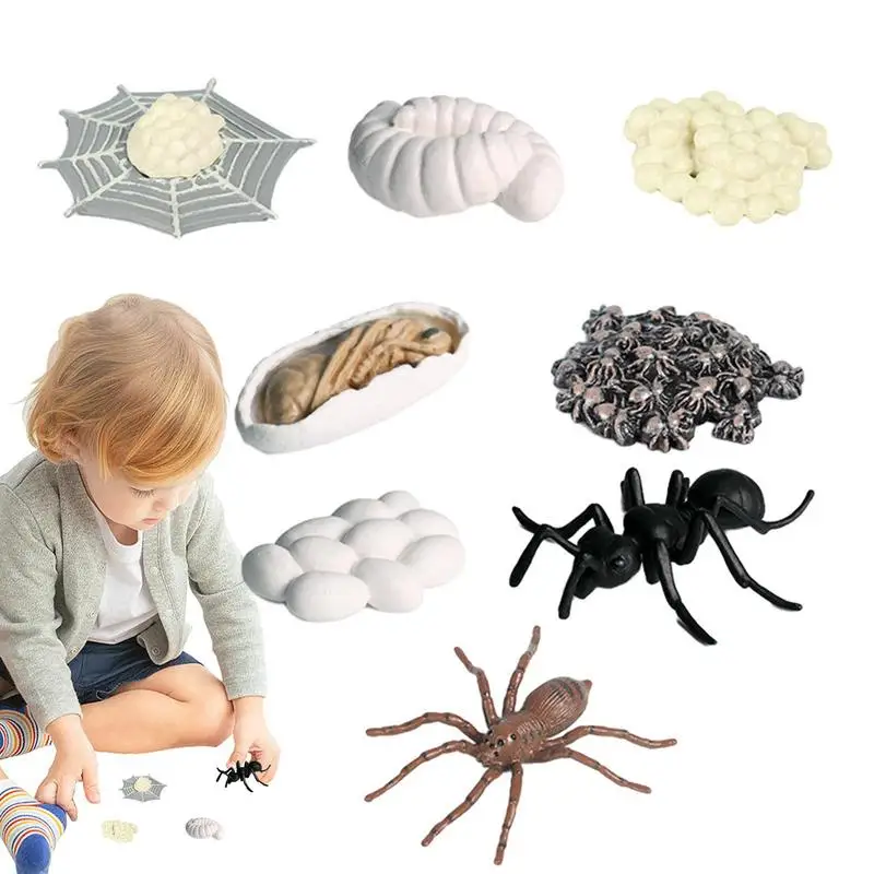 Life Cycle Model Spider Growth Cycle Model Montessori Life Cycle Animal Figurines Learning & Education Toys For Kids 3 Preschool