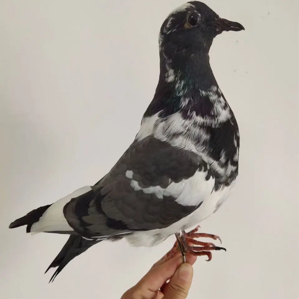 specimen-realiste-de-taxidermie-de-pigeon-figurine-de-pigeon-artisanale-pour-la-decoration-de-la-maison-le-style-de-paysage-et-l'accessoires-de-photographie