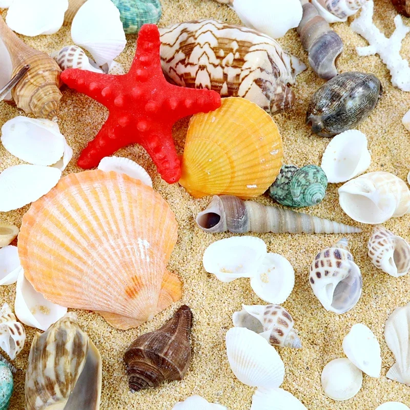 

150g Natural Seashell Sea Conch Hermit House Aquarium Practical Shells Crafts Decorations Photography Props