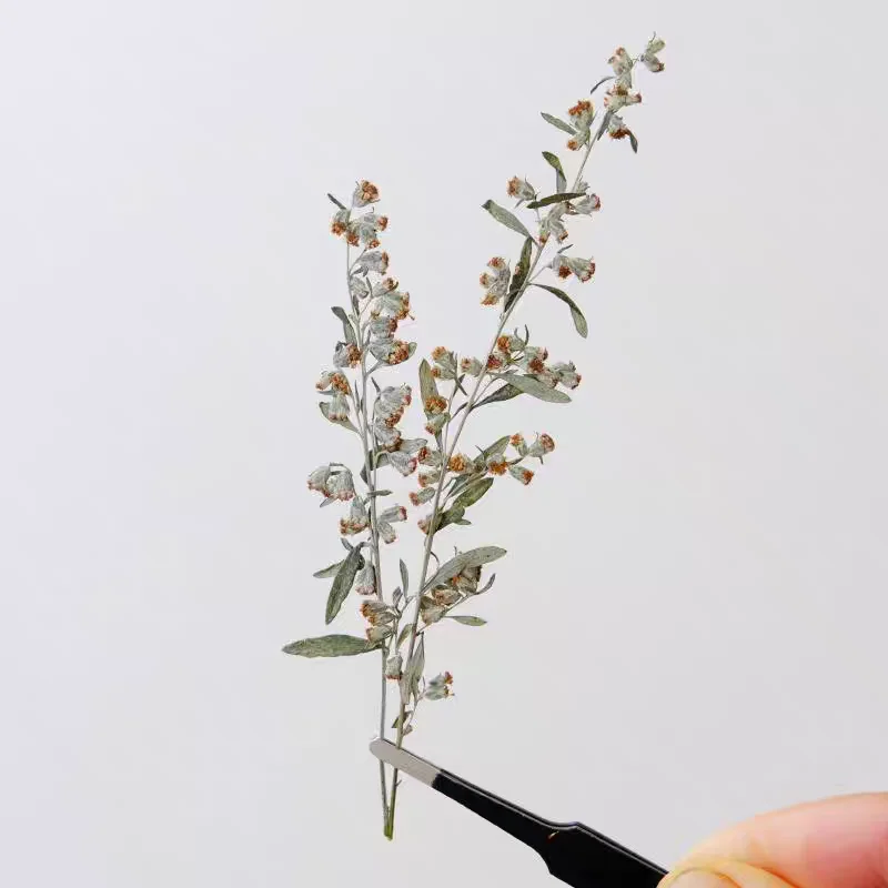 100pcs Pressed Dried Artemisia argyi H Flower Epoxy Jewelry Card Bookmark Frame Phone Case Makeup Lamp Sticker Decorate