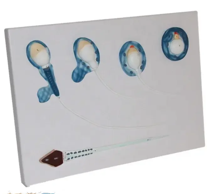 Medical Educational Equipment PVC The Formation Of Sperm Model