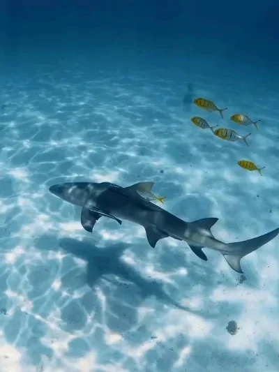 Pneus de Caminhão Monstro RC 4pcs 133mm 1/10 Grande Roda 12mm Hex para Trxs HIMOTO HSP HPI Tamiya Kyosho Peças de Upgrade