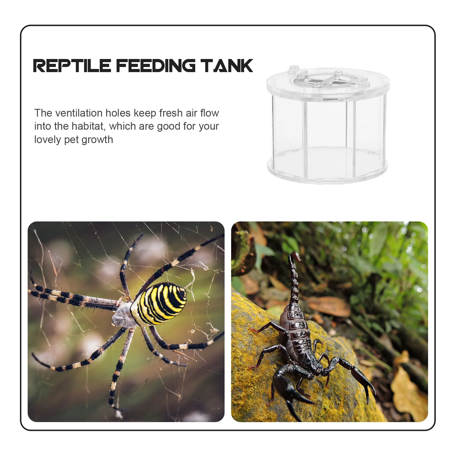 

Acrylic Reptile Feeding Box 30X20X20Cm Transparent Pet Display Container For Lizards Snakes Spiders Breeding Cage Reptile
