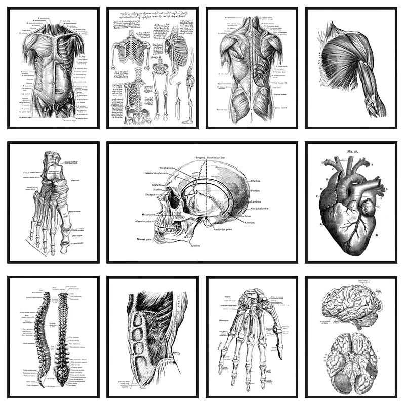 Medical Human Anatomy Canvas Pictures Black and White Poster Body Skeleton Muscle Annotate Print Painting Wall Cuadro Home Decor