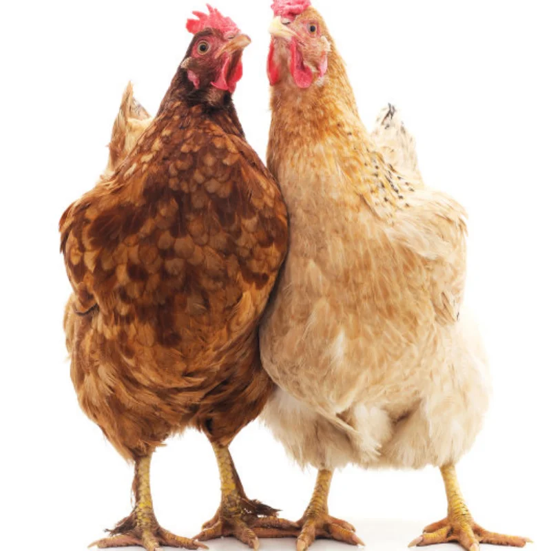 

2pcs Steel Rear Drive Shaft CVD Driveshaft for Tamiya Fighter NXGEN DT04 58741 1/10 RC Car Upgrade Parts Accessories