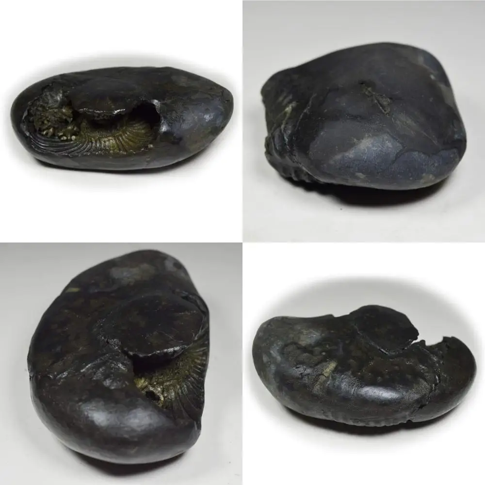 

Оптовый высококачественный 55-каратный Shaligram Stone от Gandaki River, Nepal - Lord Vishnu Fossil, длинный хвостовой меч класса A+