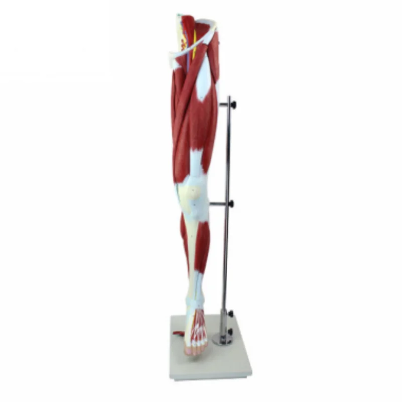 

Lower Limb Muscle Anatomy Model Anatomical Skeleton Manikin with Plastic Seat BIX-A1102