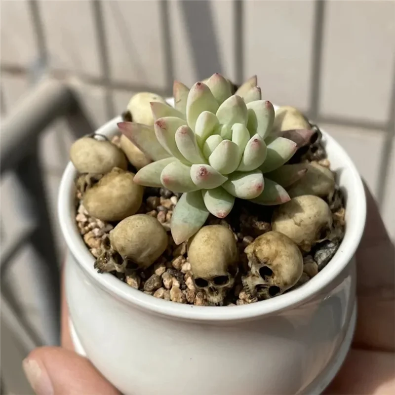 ODIES-Figuren Miniatuur Schaal 1:12 Hoge Kwaliteit Voor Halloween Home Decoraties Schedel Model Voor Poppenhuis Plant Aquarium