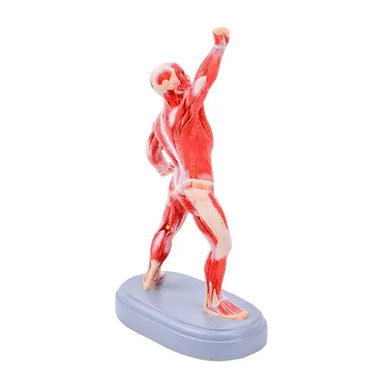 R53C Realistic Human Body Muscle Model Fade Resistant PVC Exercise Muscles Structure Model For Artists and Nursing Students