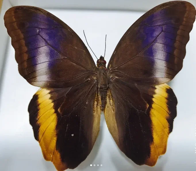 Morpho Menelaus Occidentalis Moroho Didius настоящие образцы бабочек без открытых крыльев, энтомолог, любитель насекомых