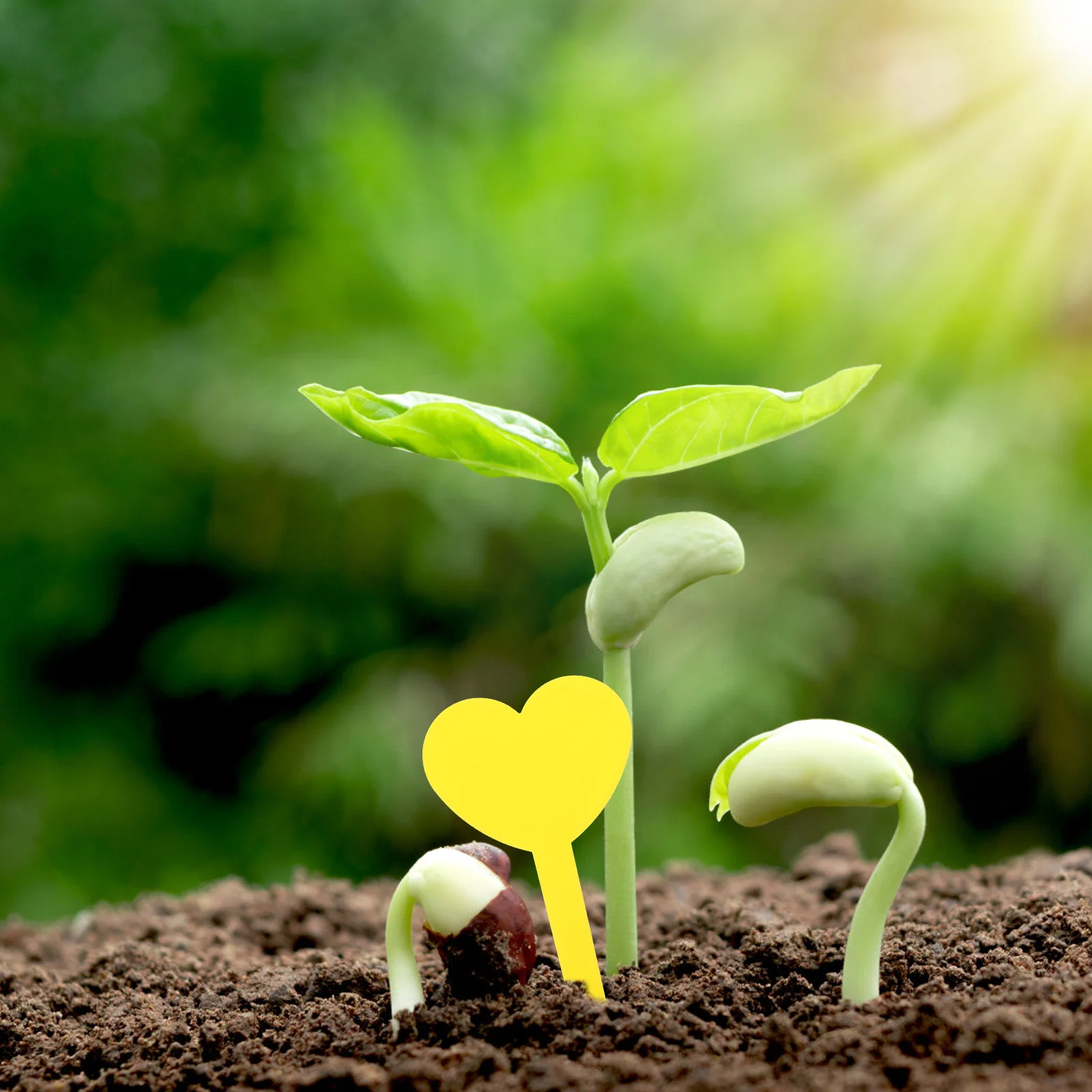 

100Pcs Durable PP Plant Labels Easy to Write Garden Markers for Indoor Outdoor Use Pointed Design Easy to Insert