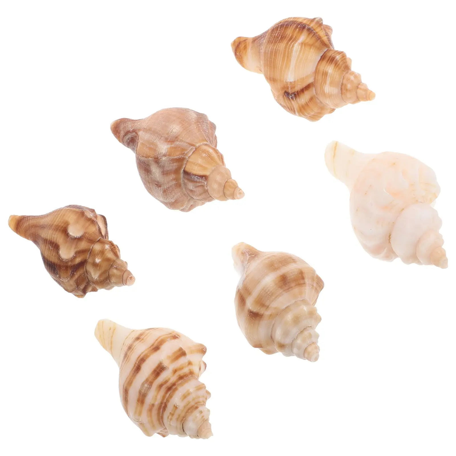 

Conch Shells Fish Tank Decor Crab Replacement Shells Coastal Party Themes Seashell Bathroom Decor Aquarium Home Shell