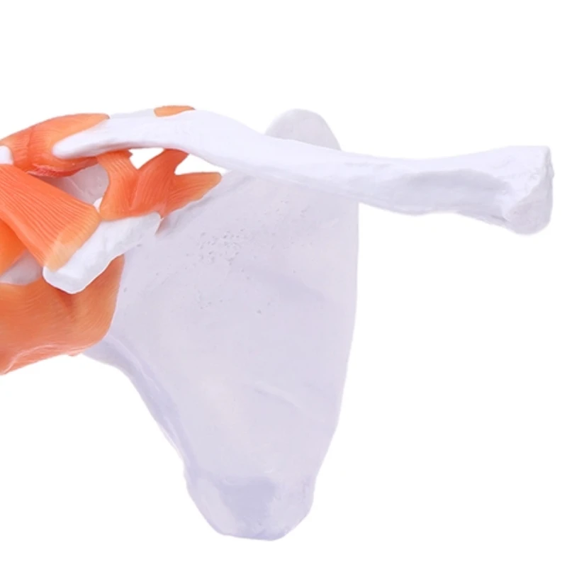 

Human Shoulder Bone Ligament Scapula Clavicle Anatomical Structure PVC Shoulder Joint Model Orthopedic Medicine Teaching Model