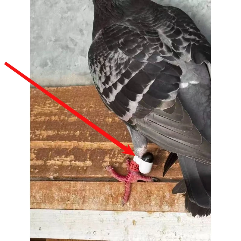 Real-time Global System Locator for Pigeon Outdoor Flight Leg Straps and Circular Positioning 1pcs 5pcs 10pcs