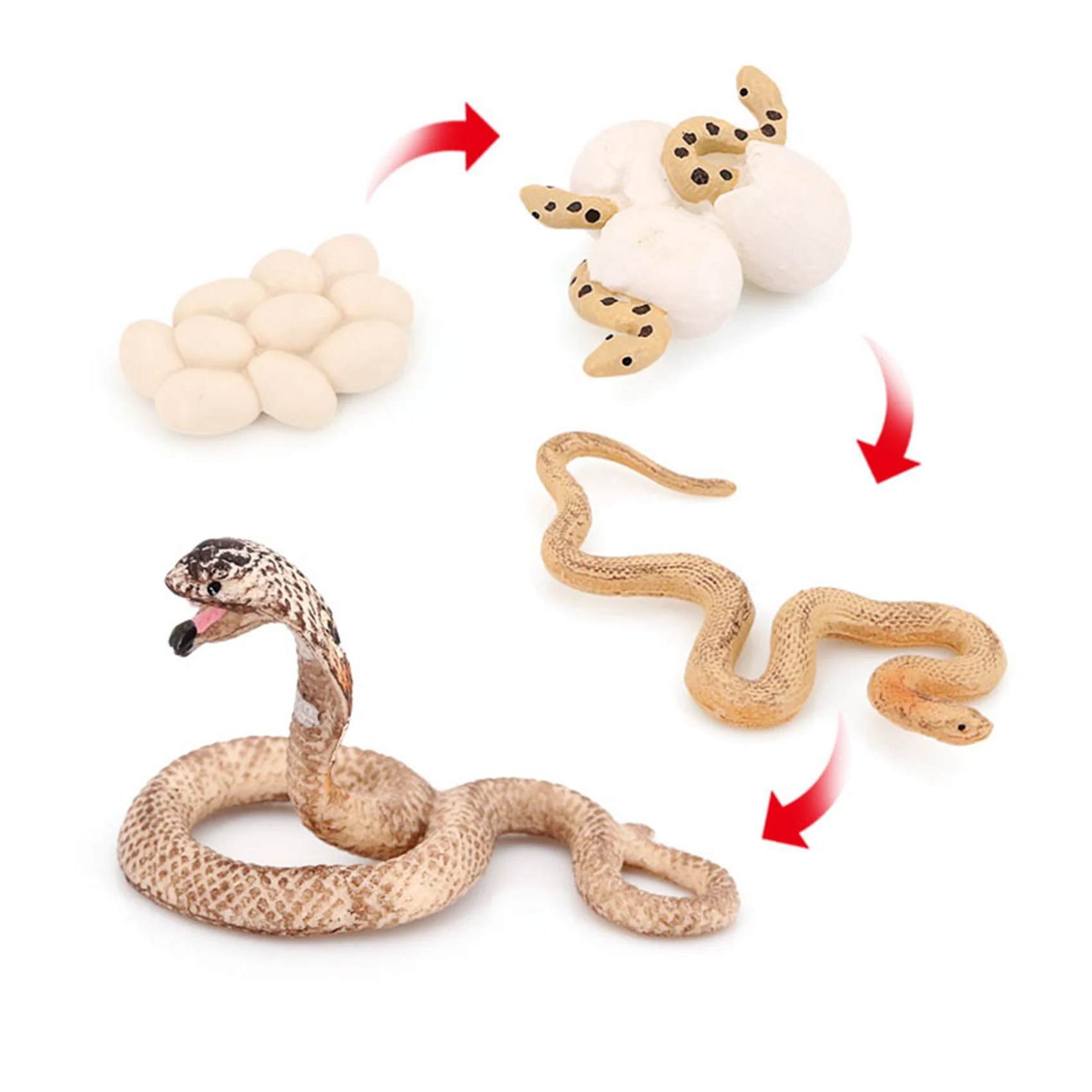 Realistic Animal Life Growth Cycle Biological Model Toys Snake Growth Cycle Biological Model Cobra Growth