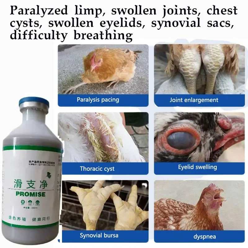 Chicken Duck Nutritional Supplement Swollen Joints Cough Snoring Mycoplasma Synovialis Synovitis Eyes Closed Neck