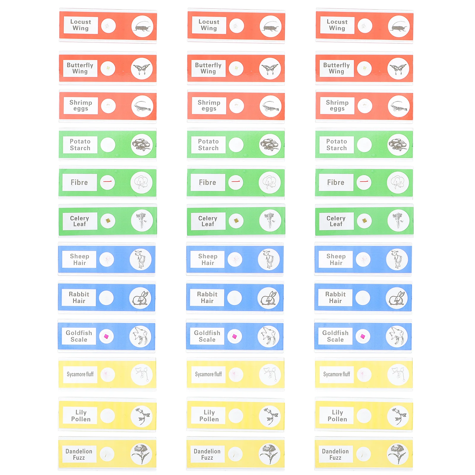 สไลด์กล้องจุลทรรศน์แบบเตรียมไว้ 36 ชิ้น ตัวอย่างชีววัตถุชัดเจน แมลง พืช สัตว์ สำหรับเด็กและนักเรียน