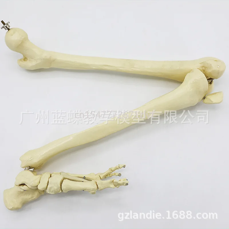 

Human Skeleton Lower Limb Bone with Hip Joint Foot Joint Knee Joint Ulna Radius Bone Model