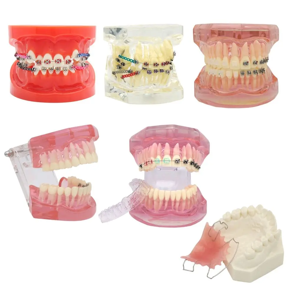 Dental Teeth Model Teaching Standard Implants Models Orthodontic Dentistry Dentist Demo Kilgore NISSIN 200/500,AG3,Columbia 860