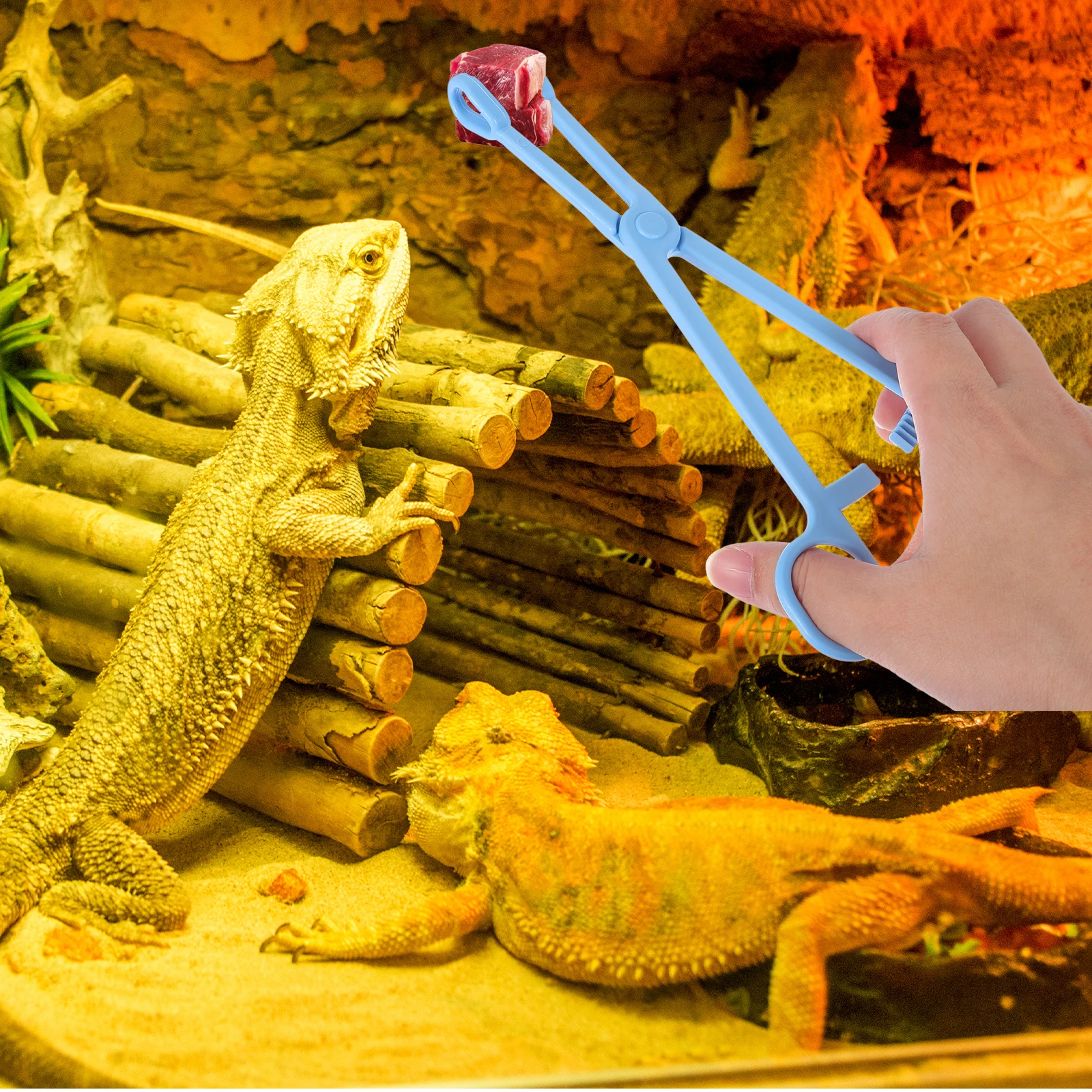 

2Pcs Reptile Feeding Clips Long Plastic Handle Safe Feeding Tools for Lizard Tortoise Spider Scorpion Terrarium Tongs Pet