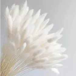 Bunny Tails Dried Flowers,White Natural Dry Pampas,Eternal Rabbit Tails Grass for Vase,Arrangement Wedding,Home,Hotel Decoration