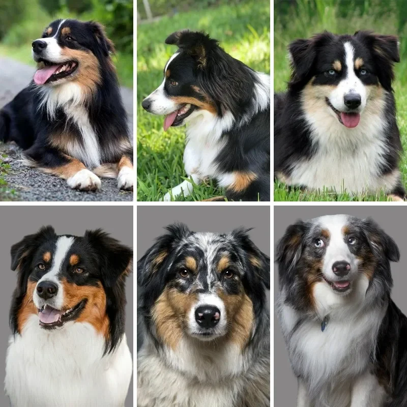 Berger Australien Diamond Painting Kits for Adults,Australian Shepherd, Full Drill 5D ,Diamond Paint Artwork for Adults Beginner