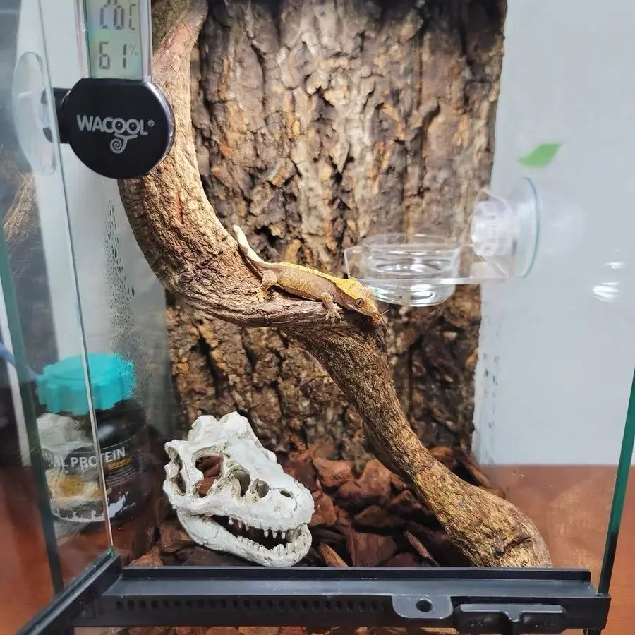 Natural Reptile Climbing Vine 6