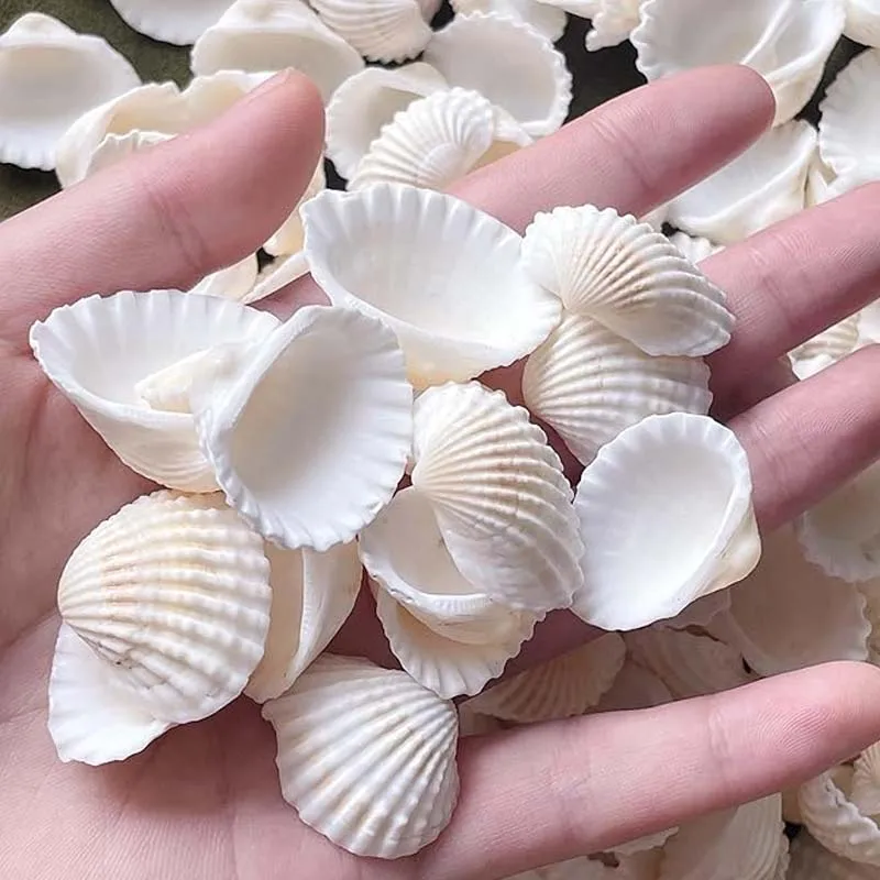 20pcs Tiny Sea Shells Natural Small White Clam Shells for Crafts Home Decor, Beach Theme Party, Fish Tank Vase Filler, Bracelet