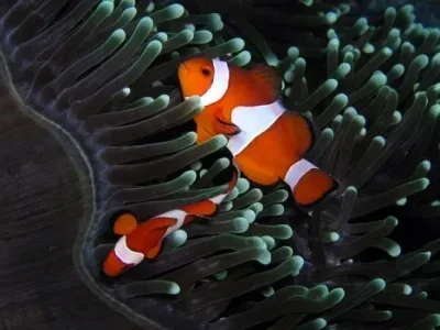 Kit de châssis en fibre de carbone, rail de cadre, plaque de protection, boîte de vitesses, pare-chocs pour voiture de course RC Axial SCX10 1/10, améliorations DIY