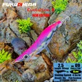 2.5 09PINK RAINBOW