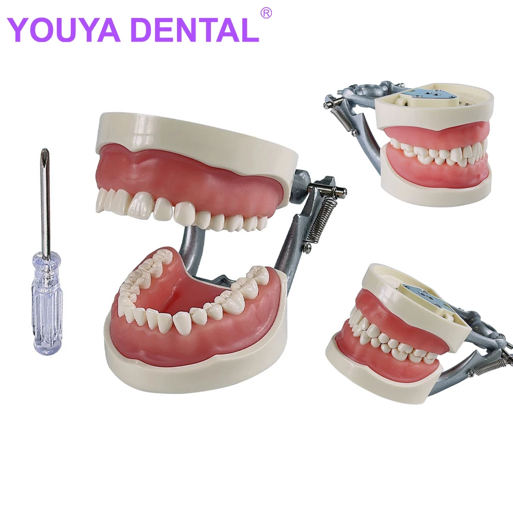 

Dental Teeth Model Dentist Student Model For Dental Technician Practice Teaching Gum Teeth Jaw Model 32 Teeth Typodont Dentistry