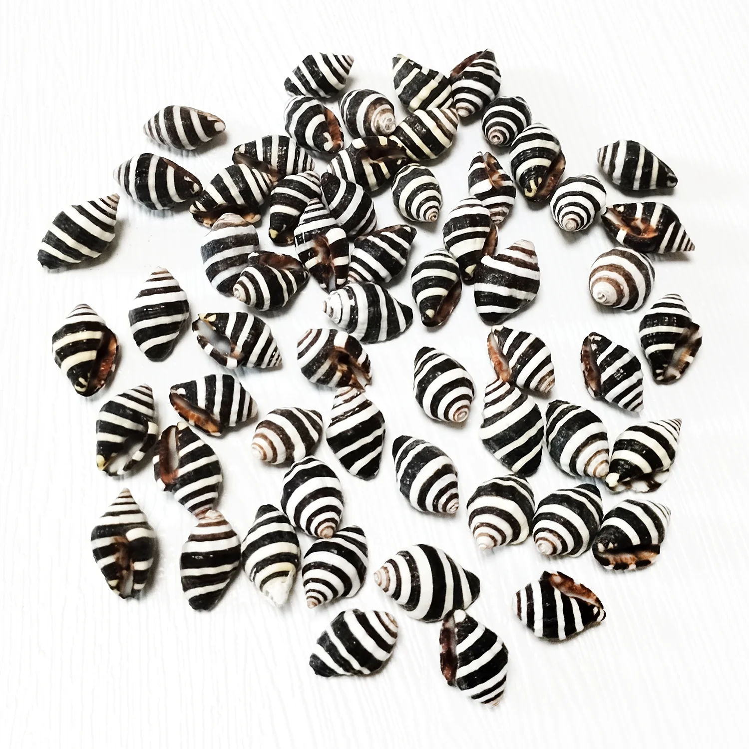 50/100 Pieces Natural Engina Mendicaria Real Bumblebee Snail Crafts Slices For DIY Jewelry Making Marine Style Fish Tank