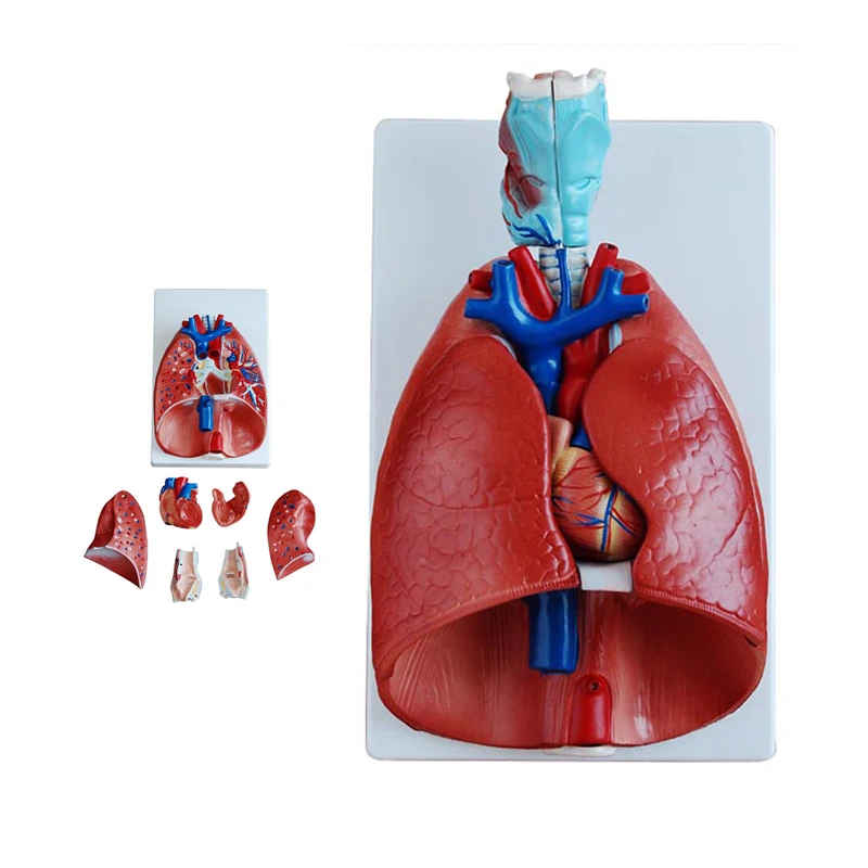 

Respiratory System Lung Larynx Heart Anatomical Model Medical Teaching Demonstration Model