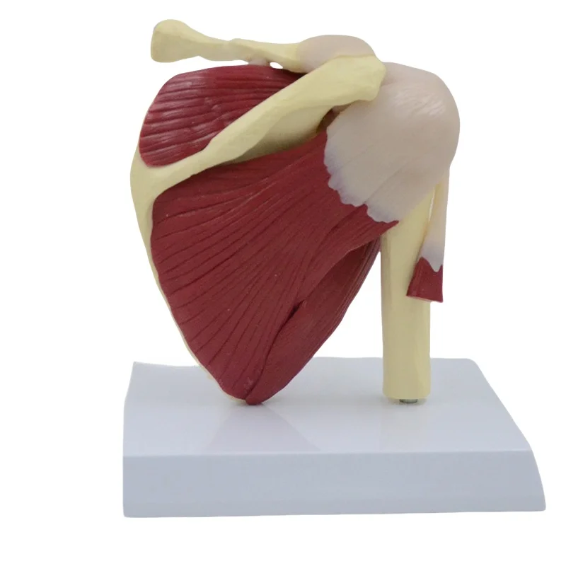 houlder Joint Anatomy Model - Movable Scapula Clavicle with Muscle AttacJVLAB hments, Medical Skeletal Teaching Demonstration