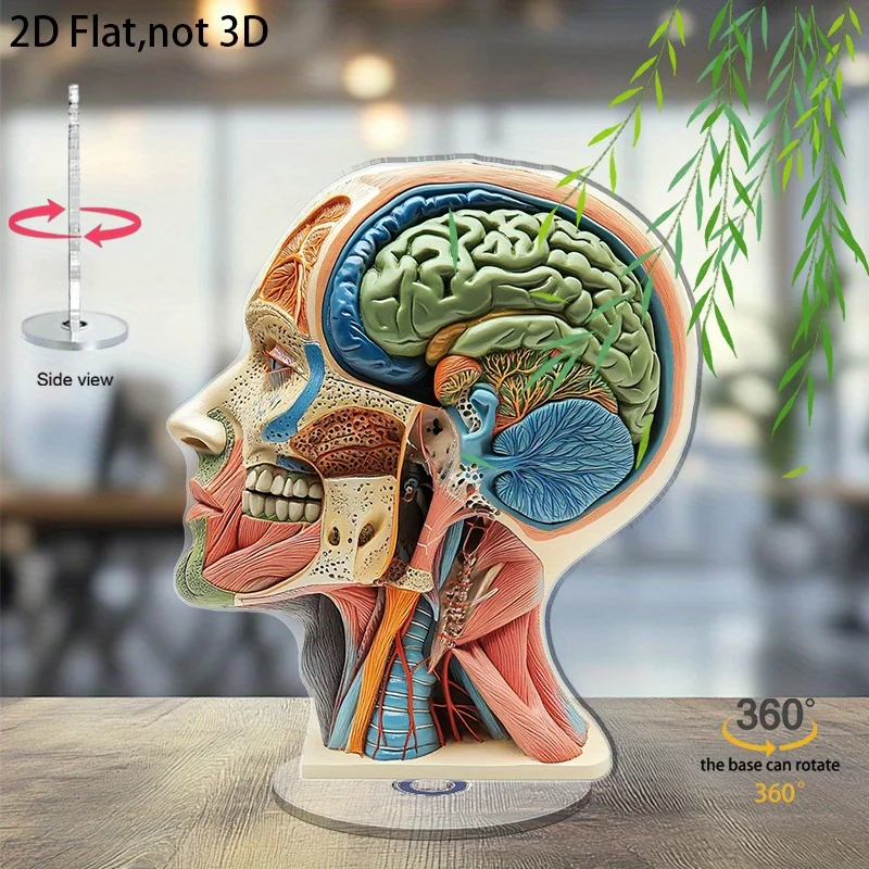 2D Flat, 1pc Rotatable Acrylic Human Head Model - 360° Base Rotation, Detailed Brain And Muscle System Display, for Education, A