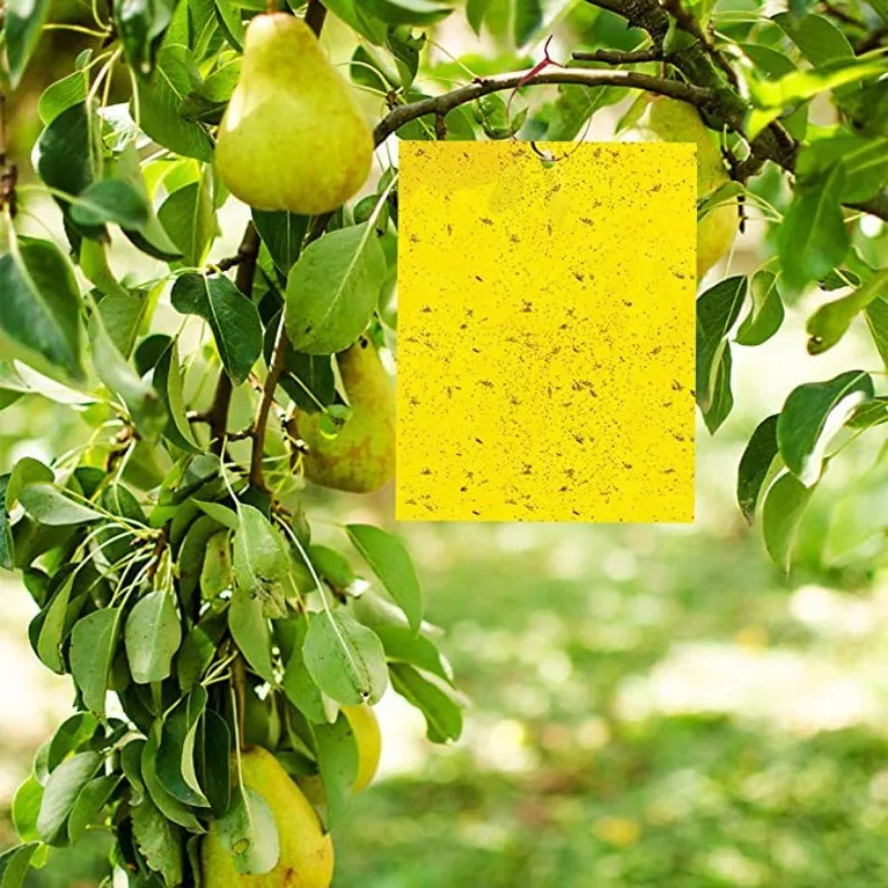 7,87 Zoll Armyworm Board Yellow Board doppelseitige Kammerjäger-Trap-Boards zum Fangen kleiner fliegender Insekten Fan Fruit Fly Trap