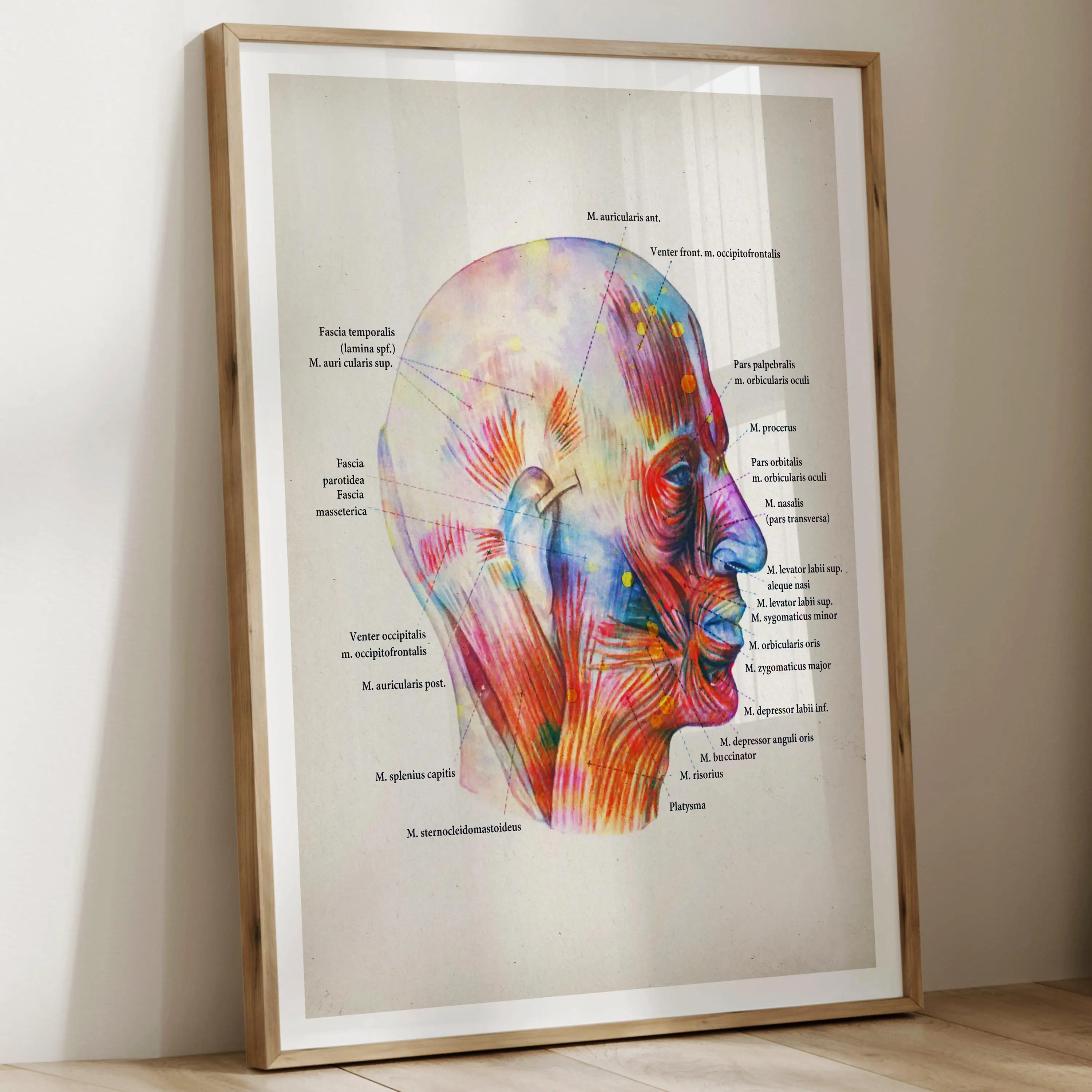 Watercolor Human Anatomy Muscle Poster Set -  Labels all the muscles Perfect for doctors massage clinics and doctor's offices view 4