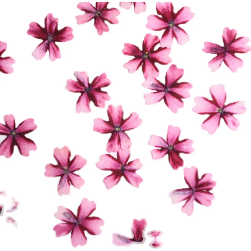 12 Stück, Lutscher Eisenkraut gepresste Blumen, getrocknete Blumen für DIY-Bastelbedarf, Nagelkunst-Dekor, Harzschmuck, Handyhüllen-Dekoration – Detail 3