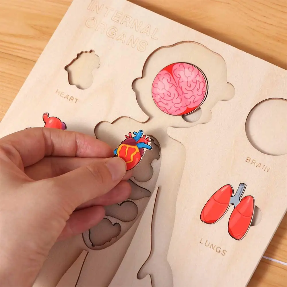 Puzzle in Legno Multistrato del Corpo Umano, Attività per Bambini e Bambine, Tavola delle Attività, Puzzle della Struttura del Corpo, Interazione Genitore-Figlio Montessori