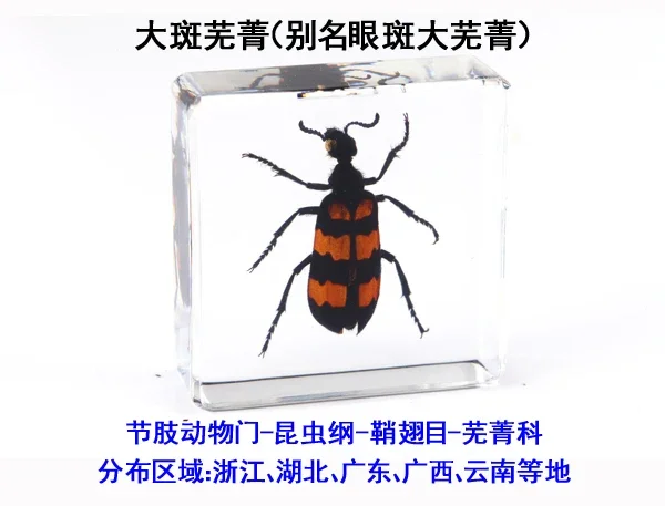 Fine beetle real insect resin specimen locust celestial beetle crab beetle ant bee firefly