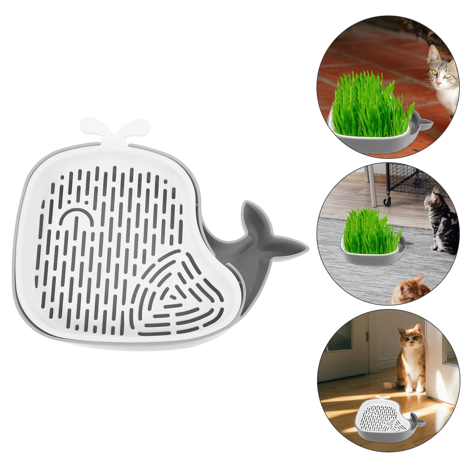 

Pet Grass Growing Trays Cat Box Hydroponic Planter Comfortable Nursery Miss Indoor