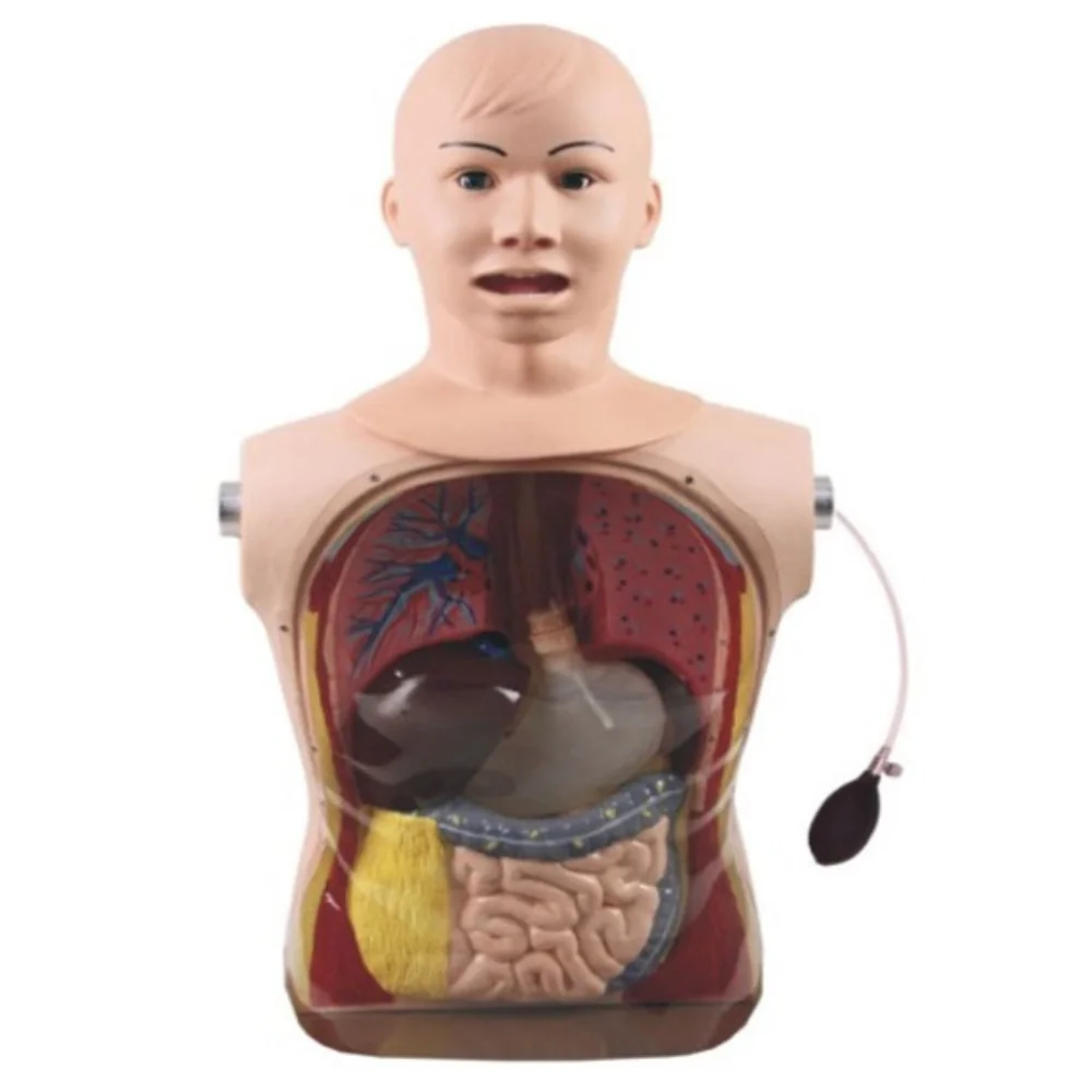 Nasogastric Tube and Tracheal Care Model Medical Science Nursing Simulator Teaching Material for Medicine College and Hospital