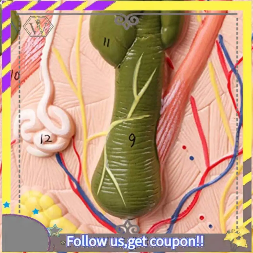

New Skin Model 50X Enlarged Anatomical Skin Model Anatomy Three-Dimensional Skin Model For Classroom Study Display Teaching