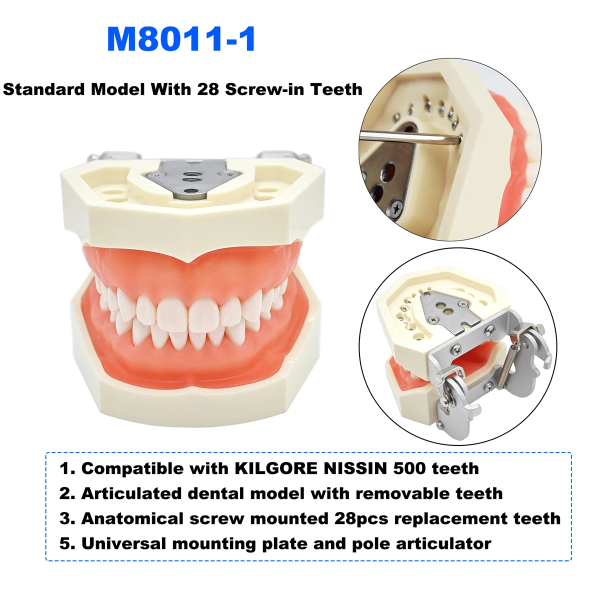 نموذج لشكل الأسنان نموذج Typodont 28 قطعة أسنان بديلة لولبية متوافقة مع KILGORE NISSIN 500 تدريس تدريب الأسنان