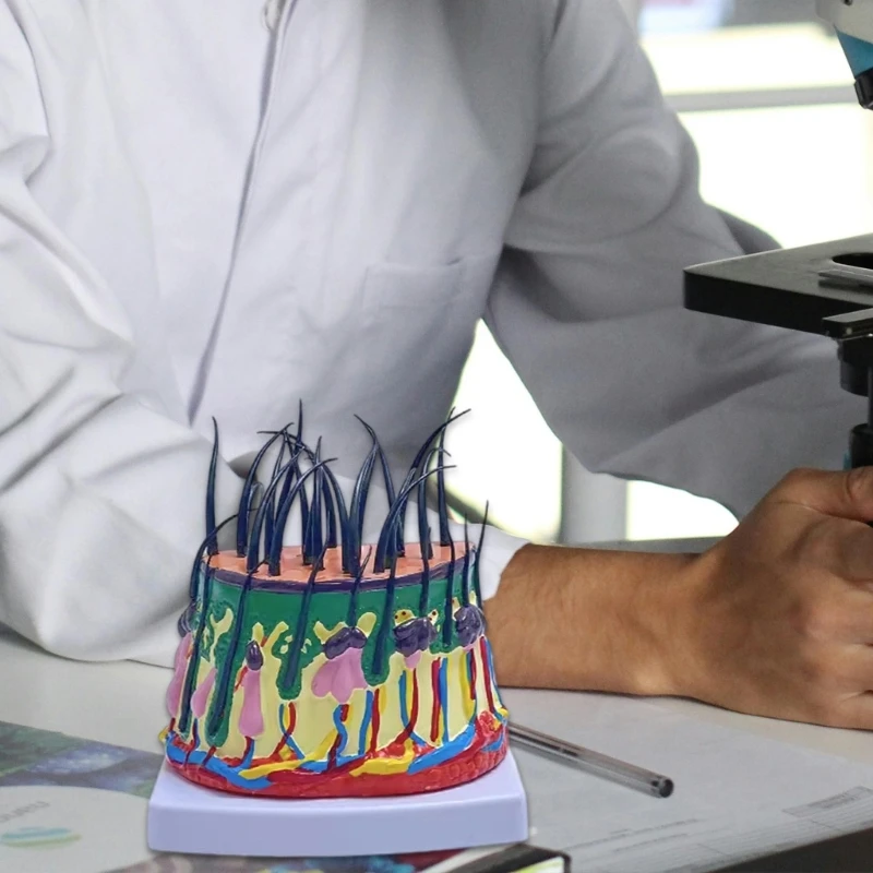 Модель человеческой головы 50X увеличенная структура кожи головы анатомическая модель обучающая медицинская модель для Классного класса научного обучения