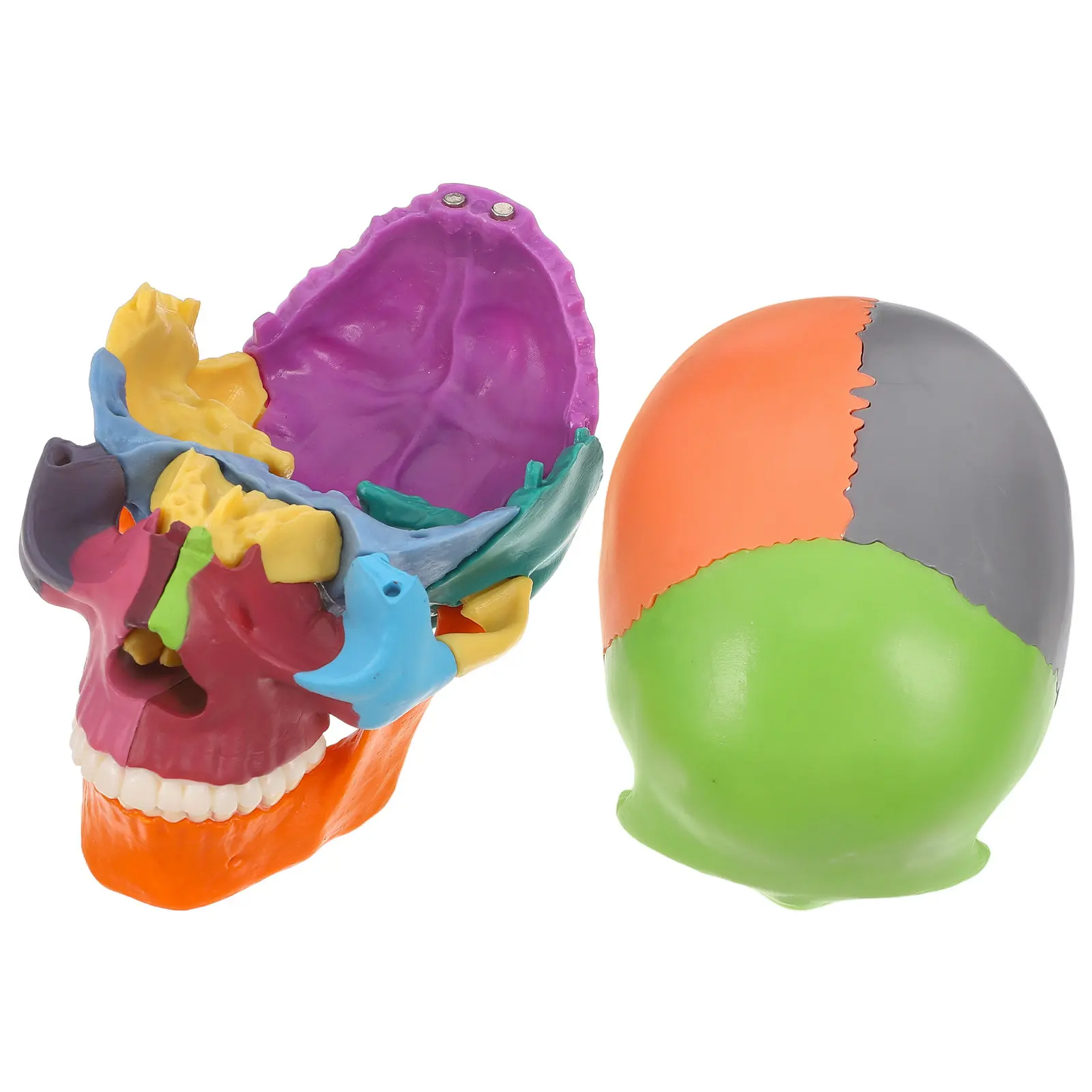 colored-detachable-human-skull-anatomy-for-science-classroom-anatomical-and-physiology-study-tools